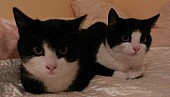 Dvě 4 -měsíční kočičky hledají domov