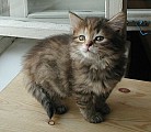 Tica Registrovaný sibiřské Koťata