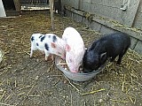 Goetingemská chovná prasata-kaneček a 2svině