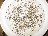 Nabídka ryb na rok 2017 - Rybí líheň Mydlovary