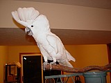 kakadu papoušků