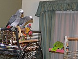 Africké Grey Papoušci na prodej