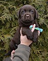 čokoládové štěně labradorského retrievera s PP
