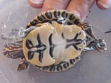 želva žíhaná