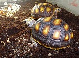 želva uhlířská