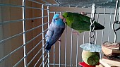1,1 papoušíčky šedokřídlé