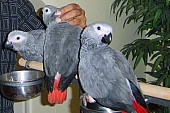 Žako kongo papoušci