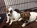 Imádnivaló Jack Russell terrier maj Health feladott hirdetés