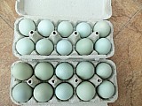 Zelená násadová vejce