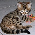 Bengálská koťátka