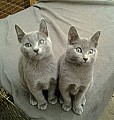 Gccf registrované ruské modré koťata