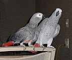 Africké šedá papoušci