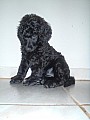 Královský pudl černý štěně