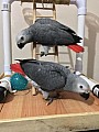 Papoušek šedy – Žako