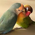 Kubánský amazonský pár papoušků