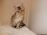 Savannah Kittens na prodej F7