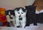 Černá a bílá britská krátkosrstá koťata