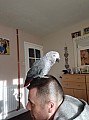 Krásný africký papoušek roztomilý a hravý