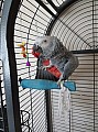 Krásný africký papoušek roztomilý a hravý