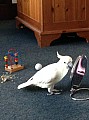 Malá síra Cockatoo Papoušek roztomilý a hravý