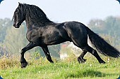 Frisianský kůň, krásná 4 letá kobyla potřebuje nový domov