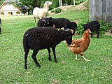 Ouessantské ovce - miniovečky prodám