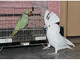 Umbrella cockatoo papoušek na prodej