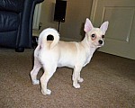 Úžasný drobný Chihuahua chlapec