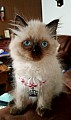 Roztomilé perské koťátka jsou k dispozici