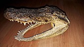 Aligátor severoamerický (Alligator mississippiensis)