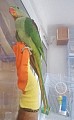 Alexandrský mužský papoušek