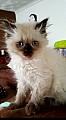 Roztomilé perské koťátka jsou k dispozici