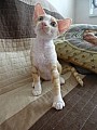 Devon Rex - koťata