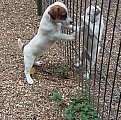 Roztomilý Jack Russell Pups na prodej