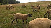 Letošní ovečky Suffolk