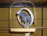 Prodám samici papouška šedého, žako-kongo