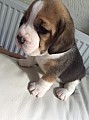 Krásné beagle puppy na prodej.