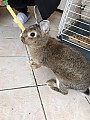 DARUJI zakrslého králíka