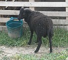 Prodam letosniho beranka Ouessantske ovce