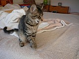 Sibiřská kočka - kotata