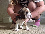 Beautiful Beagle Pups Na prodej.