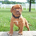 Dogue De Bordeaux/French Mastiff