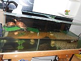 Želvy + velké želvárium s plnou výbavou