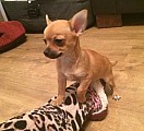 Chihuahua štěně připravena
