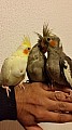 Přátelské Super Baby Cockatiel papoušky