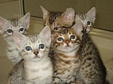 BENGAL Kittens k dispozici