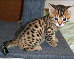 Okouzlující perské koťata na prodej