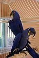 Hyacint papoušci hledají lásku a péči o rodinu