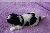 Biewer Yorkshire Terrier - štěňátko