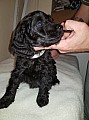Labradoodle-miniaturní štěně